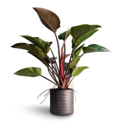 Philodendron Red Beauty -HORTOLOGY Plants Sale Philodendron Red Beauty 27x90cm Angle Cylinder Plant Pot Anthracite 30x30cm
