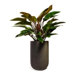 Philodendron Red Beauty -HORTOLOGY Plants Sale Philodendron Red Beauty 27x90cm Plant Pot Cody Ridge Dark Grey