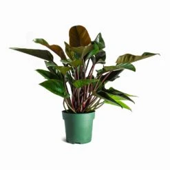 Philodendron Red Beauty -HORTOLOGY Plants Sale Philodendron Red Beauty Houseplant 27x90cm
