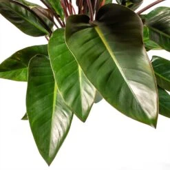 Philodendron Red Beauty -HORTOLOGY Plants Sale Philodendron Red Beauty Houseplant 3Leaf 27x90cm