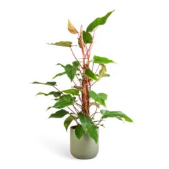 Philodendron Erubescens Red Emerald - Moss Pole -HORTOLOGY Plants Sale Philodendron Red Emerald 18x85cm Lisbon Plant Pot Sage 24x24cm b1e72d20 1903 40ca beb4 5a1da434b62b