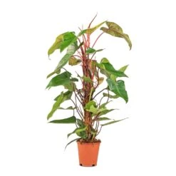 Philodendron Erubescens Red Emerald - Moss Pole -HORTOLOGY Plants Sale Philodendron Red Emerald 19x85cm