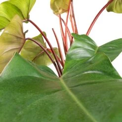 Philodendron Erubescens Red Emerald - Moss Pole -HORTOLOGY Plants Sale Philodendron Red Emerald SWATCH 2