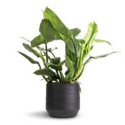 Norell Plant Pot - Black 25 Norell Plant Pot - Black -HORTOLOGY Plants Sale Philodendron Silver Queen 17x50cm Norell Plant Pot Black 25x24cm 42869367 bde0 4167 87c2 b633a8192b57