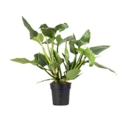 Philodendron Hastatum Silver Queen -HORTOLOGY Plants Sale Philodendron Silver Queen