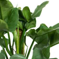 HORTOLOGY Plants Sale 28 HORTOLOGY Plants Sale -HORTOLOGY Plants Sale Philodendron Silver Queen Moss Pole Close Up