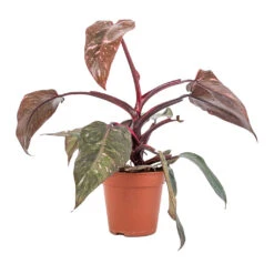 Philodendron Erubescens Pink Princess -HORTOLOGY Plants Sale Philodendron erubescens Pink Princess 12x25cm 2