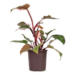 Philodendron Erubescens Pink Princess -HORTOLOGY Plants Sale Philodendron erubescens Pink Princess 14x40cm