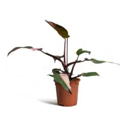 Philodendron Erubescens Pink Princess -HORTOLOGY Plants Sale Philodendron erubescens Pink Princess 17x50cm