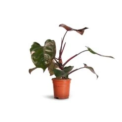 Philodendron Erubescens Pink Princess -HORTOLOGY Plants Sale Philodendron erubescens Pink Princess 17x50cm 2faec663 900d 499f 8d2b 6bd4e1e1b690