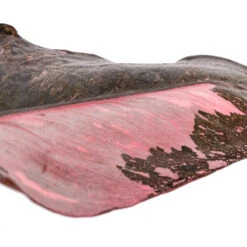 Philodendron Erubescens Pink Princess -HORTOLOGY Plants Sale Philodendron erubescens Pink Princess SWATCH 2