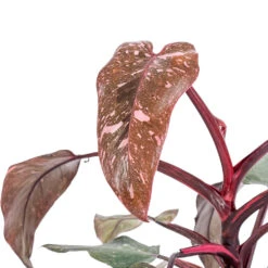 Philodendron Erubescens Pink Princess -HORTOLOGY Plants Sale Philodendron erubescens Pink Princess SWATCH