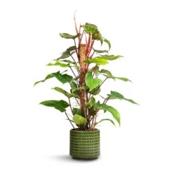 Flor Plant Pot - Green -HORTOLOGY Plants Sale Philodendron erubescens Red Emerald Moss Pole 19x100cm Flor Plant Pot Green 21x19cm