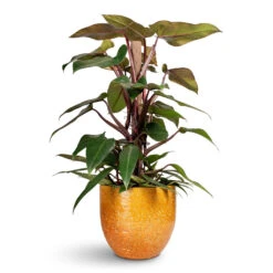 Philodendron Erubescens Red Emerald - Moss Pole -HORTOLOGY Plants Sale Philodendron erubescens Red Emerald Moss Pole 19x100cm Jolin Plant Pot Ochre 29x27cm