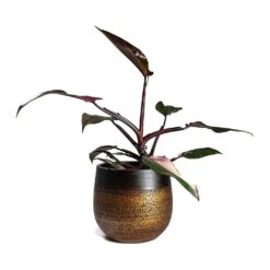 Philodendron Erubescens Pink Princess -HORTOLOGY Plants Sale Philodendron erubescens pink Princess Houseplant 17x50cm Plant Pot MYA Mocha 22x20cm