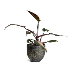 Philodendron Erubescens Pink Princess -HORTOLOGY Plants Sale Philodendron erubescens pink Princess Houseplant 17x50cm Plant Pot Rinca Shiny Black 21x19cm