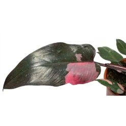 Philodendron Erubescens Pink Princess -HORTOLOGY Plants Sale Philodendron erubescens pink Princess large leaf