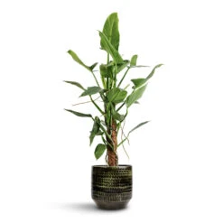 Philodendron Hastatum Silver Queen - Moss Pole -HORTOLOGY Plants Sale Philodendron hastatum Silver Queen Moss Pole 17x65cm Sanna Plant Pot Moss Green 25x23cm