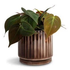 Nella Plant Pot - Coffee -HORTOLOGY Plants Sale Philodendron micans Velvet Leaf Philodendron 12x20cm Nella Plant Pot Coffee 14x12cm b83da7b2 844e 4719 9025 cafc9f751324