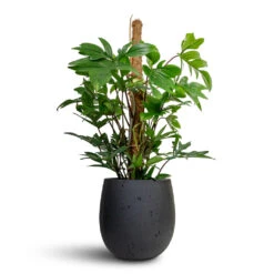 Grigio Anthracite Concrete Balloon Plant Pot – Modern Lightweight Indoor & Outdoor Planter -HORTOLOGY Plants Sale Philodendron pedatum Oak Leaf Philodendron Moss Pole 21x100cm Grigio Balloon Plant Pot Anthracite Concrete 30x30cm 8744bb05 3ac3 4007 8195 a13089378bdc