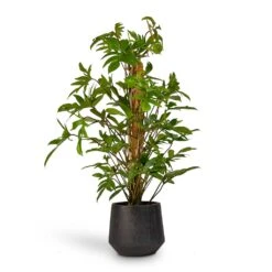 Raindrop Tube Round Planter - Anthracite 13 Raindrop Tube Round Planter - Anthracite -HORTOLOGY Plants Sale Philodendron pedatum Oak Leaf Philodendron Moss Pole 21x100cm RaindropTubeRoundPlanter Anthracite 30x26cm de92da5b c83d 4884 bf57 be27979a39fd