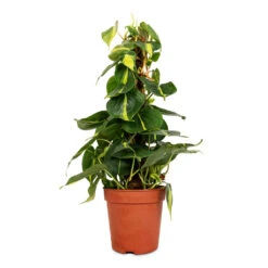 Philodendron Scandens Brasil - Sweetheart Plant - Moss Pole 12 Philodendron Scandens Brasil - Sweetheart Plant - Moss Pole -HORTOLOGY Plants Sale Philodendron scandens Brasil Sweetheart Plant Moss Pole 15cm
