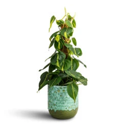 Ocean Glaze Plant Pot - Emerald 23 Ocean Glaze Plant Pot - Emerald -HORTOLOGY Plants Sale Philodendron scandens Brasil Sweetheart Plant Moss Pole 15x50cm Ocean Glaze Plant Pot Emerald 18x18cm 1 9254c638 e4ad 4054 a254 06ef57b80752