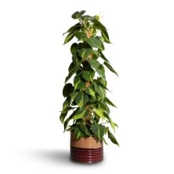 Philodendron Scandens Brasil - Sweetheart Plant - Moss Pole 14 Philodendron Scandens Brasil - Sweetheart Plant - Moss Pole -HORTOLOGY Plants Sale Philodendron scandens Brasil Sweetheart Plant Moss Pole 17x80cm Didi Plant Pot Rustic Red Dip 20x18cm 2
