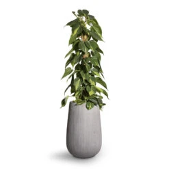 Philodendron Scandens Brasil - Sweetheart Plant - Moss Pole 17 Philodendron Scandens Brasil - Sweetheart Plant - Moss Pole -HORTOLOGY Plants Sale Philodendron scandens Brasil Sweetheart Plant Moss Pole 17x80cm Patt High Plant Vase Ridged Cement 29x43cm 2