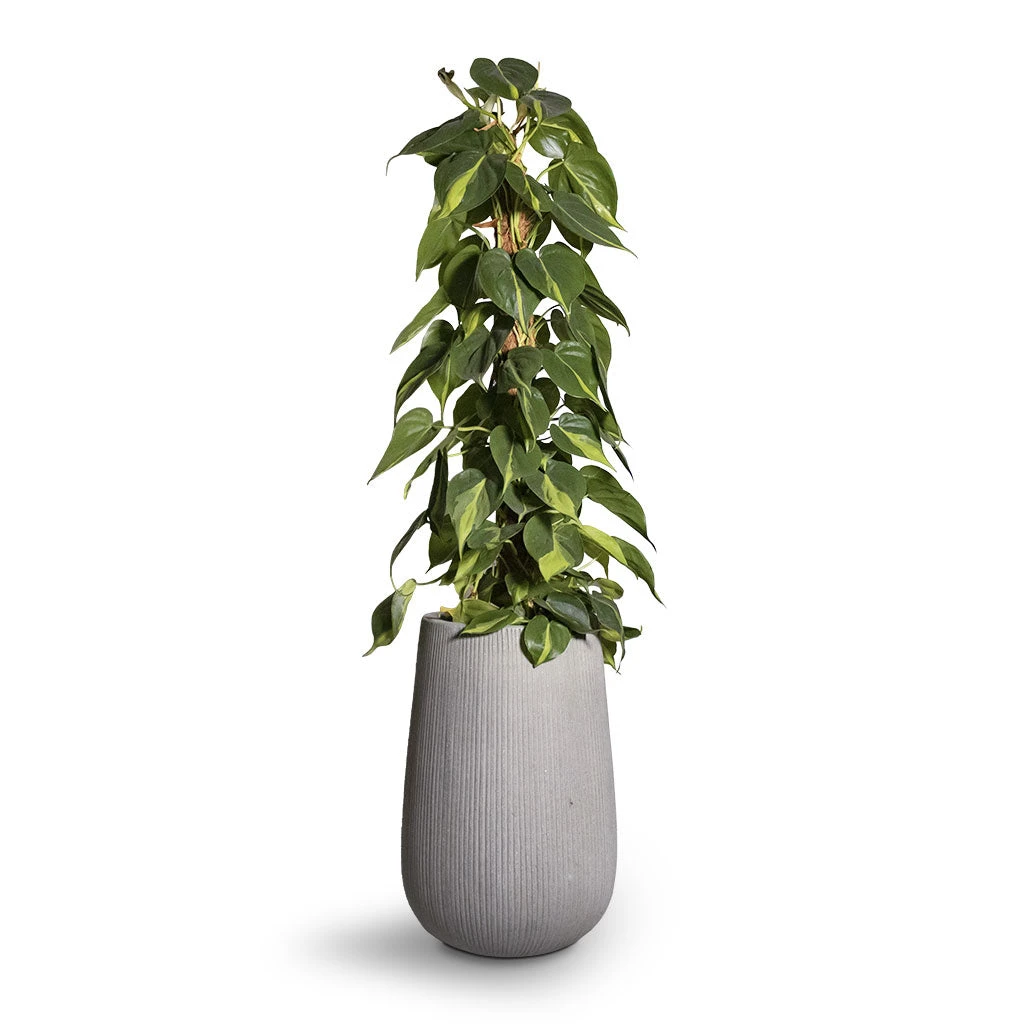 Patt High Ridged Planter - Cement 6 Patt High Ridged Planter - Cement - Image 6