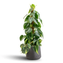 Philodendron Scandens Brasil - Sweetheart Plant - Moss Pole 16 Philodendron Scandens Brasil - Sweetheart Plant - Moss Pole -HORTOLOGY Plants Sale Philodendron scandens Brasil Sweetheart Plant Moss Pole 17x80cm Patt Plant Pot Black Washed 23x20cm