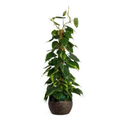 Philodendron Scandens Brasil - Sweetheart Plant - Moss Pole 18 Philodendron Scandens Brasil - Sweetheart Plant - Moss Pole -HORTOLOGY Plants Sale Philodendron scandens Brasil Sweetheart Plant Moss Pole Lindy Plant Pot Black Green