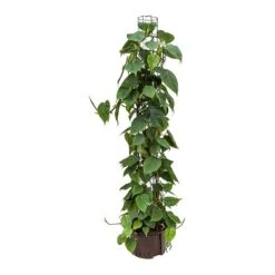 Philodendron Scandens - Column - HydroCare