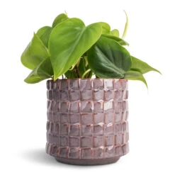 Stian Plant Pot - Lavender Candy 23 Stian Plant Pot - Lavender Candy -HORTOLOGY Plants Sale Philodendron scandens Sweetheart Plant 12x20cm Stian Plant Pot Lavender Candy 13x12cm 0c166c98 5253 469b b66d 1b45c0bdfee0