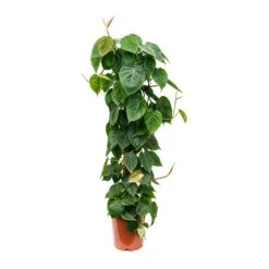 Philodendron Scandens - Sweetheart Plant - Moss Pole -HORTOLOGY Plants Sale Philodendron scandens Sweetheart Plant Moss Pole