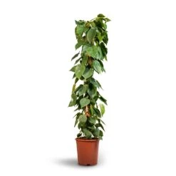 Philodendron Scandens - Sweetheart Plant - Moss Pole -HORTOLOGY Plants Sale Philodendron scandens Sweetheart Plant Moss Pole 27x150cm