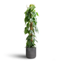 Charlie Plant Pot - Black Washed 38 Charlie Plant Pot - Black Washed -HORTOLOGY Plants Sale Philodendron scandens Sweetheart Plant Moss Pole 27x150cm Charlie Plant Pot Black Washed 32x31cm 7 fb94d699 8d67 4d87 aaa0 357306b43fee