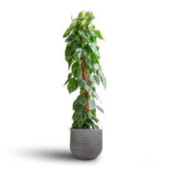 Philodendron Scandens - Sweetheart Plant - Moss Pole -HORTOLOGY Plants Sale Philodendron scandens Sweetheart Plant Moss Pole 27x150cm Cody Plant Pot Ridged Dark Grey 35x31cm 7