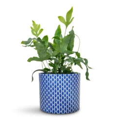 Phlebodium Blue Star - Blue Star Fern 23 Phlebodium Blue Star - Blue Star Fern -HORTOLOGY Plants Sale Phlbodium Blue Star Blue Star Fern 12x30cm Lazzaro Plant Pot Navy Garland 15x13cm