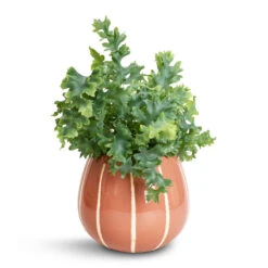 Nova Plant Pot - Rose 10 Nova Plant Pot - Rose -HORTOLOGY Plants Sale Phlebodium Blue Star Blue Star Fern 17x50cm Nova Plant Pot Rose 23x18cm