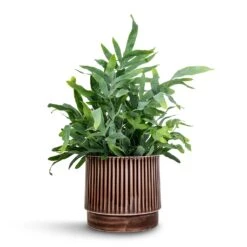 Phlebodium Blue Star - Blue Star Fern 20 Phlebodium Blue Star - Blue Star Fern -HORTOLOGY Plants Sale Phlebodium Blue Star Blue Star Fern 21x50cm Nella Plant Pot Coffee 21x19cm