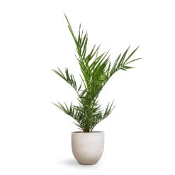 Phoenix Canariensis Canary Island Date Palm – Green Arching Fronds Slender Trunk Tropical Feather Palm -HORTOLOGY Plants Sale Phoenix canariensis Canary Island Date Palm 14x40cm Cas Plant Pot Cool Grey 21x19cm 3ade385b 5e08 4c54 85b3 4bc23da8fb79