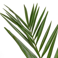 Phoenix Canariensis Canary Island Date Palm – Green Arching Fronds Slender Trunk Tropical Feather Palm -HORTOLOGY Plants Sale Phoenix canariensis Canary Island Date Palm 14x60cm 2