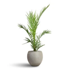 Phoenix Canariensis Canary Island Date Palm – Green Arching Fronds Slender Trunk Tropical Feather Palm -HORTOLOGY Plants Sale Phoenix canariensis Canary Island Date Palm 14x60cm Abby Ball Plant Pot Ridged Cement 23x20cm 1 b04bdfba 37d7 4681 a898 897c7a85568b