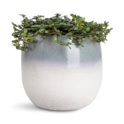 Pilea Glaucophylla Greyzy - Silver Sparkles -HORTOLOGY Plants Sale Pilea glaucophylla Greyzy Silver Sparkles 12x20cm Fem Pot Sky Blue 15x13cm