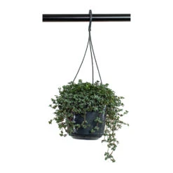 Pilea Glaucophylla Greyzy - Silver Sparkles -HORTOLOGY Plants Sale Pilea glaucophylla Greyzy Silver Sparkles 15cm