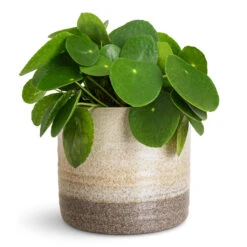 Pilea Peperomioides - Chinese Money Plant 25 Pilea Peperomioides - Chinese Money Plant -HORTOLOGY Plants Sale Pilea peperomioides 15x25cm Gia Pot Stone Granite 19x16cm