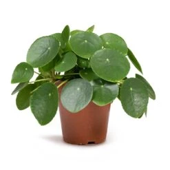 Pilea Peperomioides - Chinese Money Plant 18 Pilea Peperomioides - Chinese Money Plant -HORTOLOGY Plants Sale Pilea peperomioides Chinese Money Plant 12x20cm