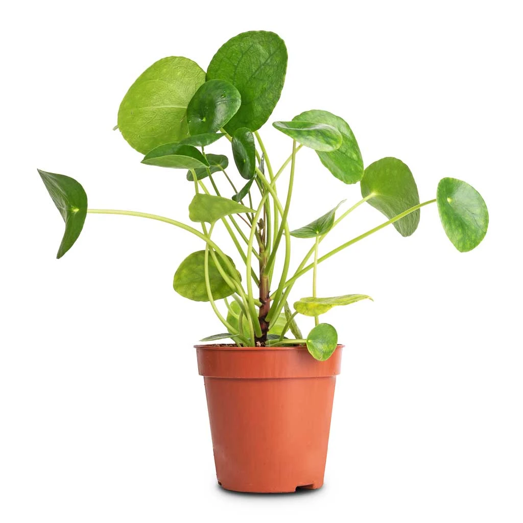 Pilea Peperomioides - Chinese Money Plant 4 Pilea Peperomioides - Chinese Money Plant - Image 4