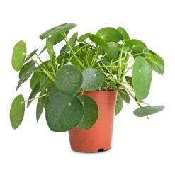 Pilea Peperomioides - Chinese Money Plant 21 Pilea Peperomioides - Chinese Money Plant -HORTOLOGY Plants Sale Pilea peperomioides Chinese Money Plant 15x25cm